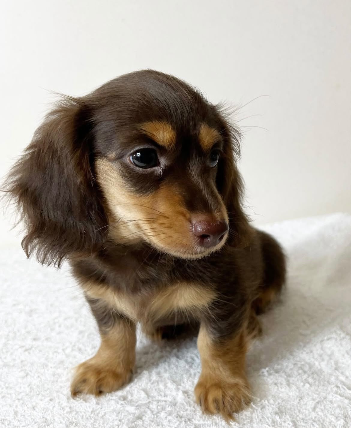 Miniature Longhair Dachshund puppy from Lone Star Doxie
