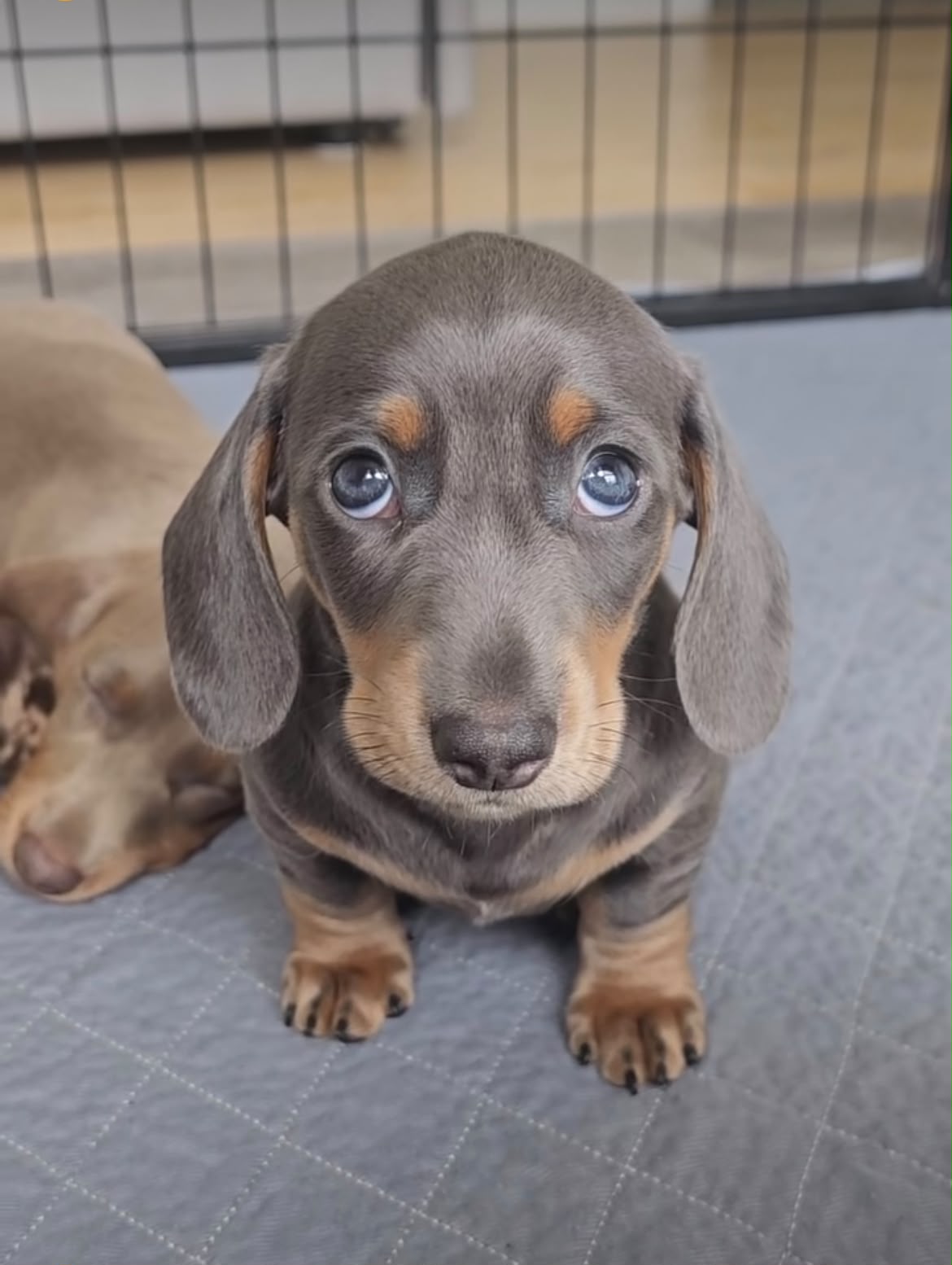 Miniature Smooth Dachshund puppy from Lone Star Doxie