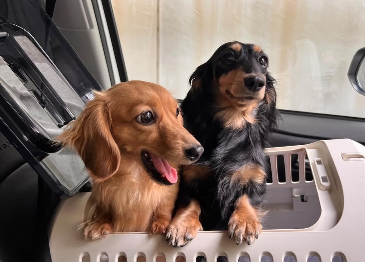 Parent pair Atlas & Willow at Lone Star Doxie