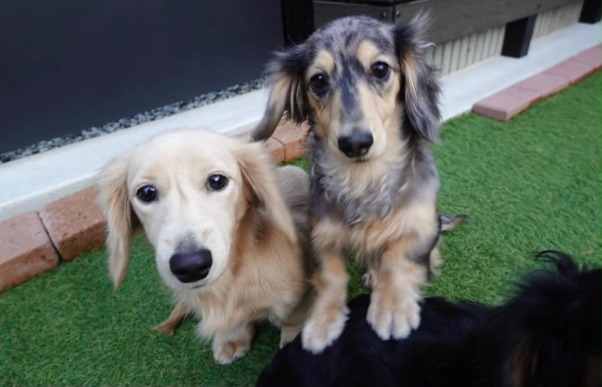 Parent pair Milo & Hazel at Lone Star Doxie