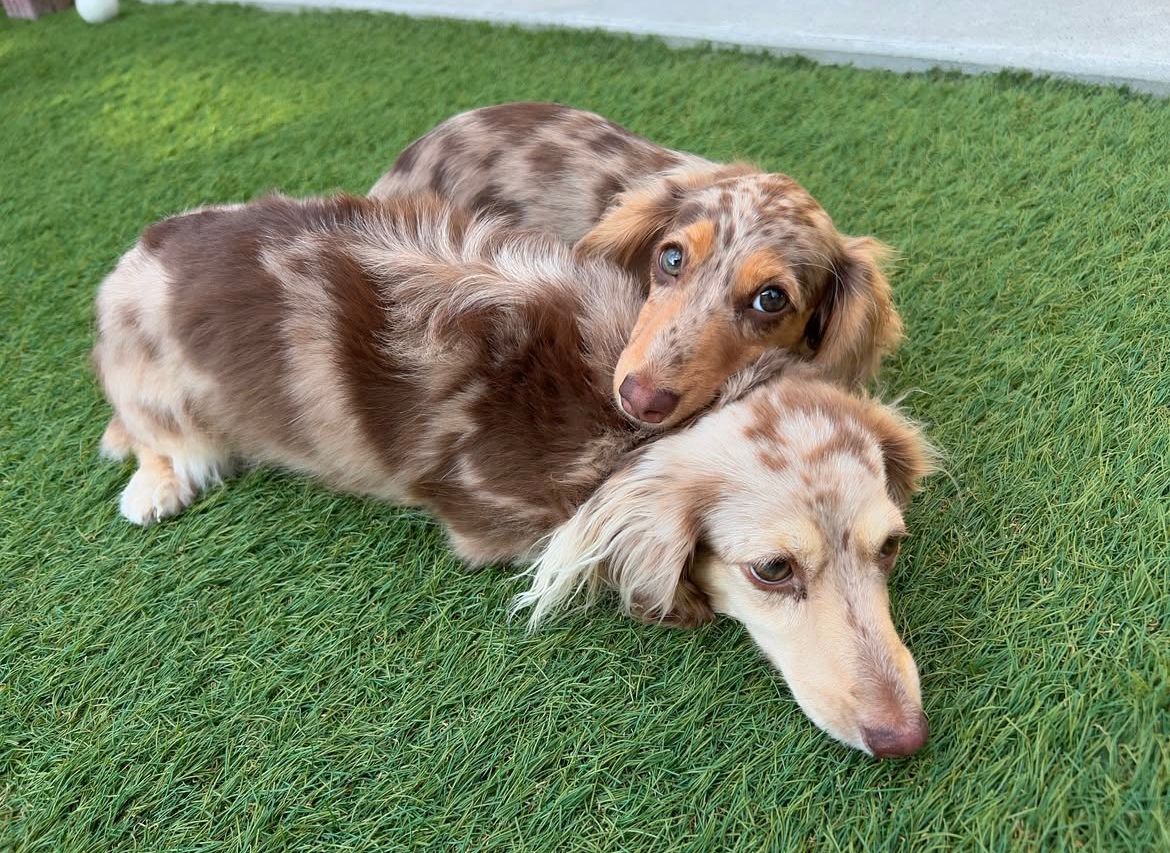 Parent pair Atlas & Willow at Lone Star Doxie