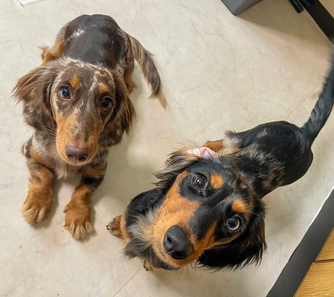 Parent pair Milo & Hazel at Lone Star Doxie