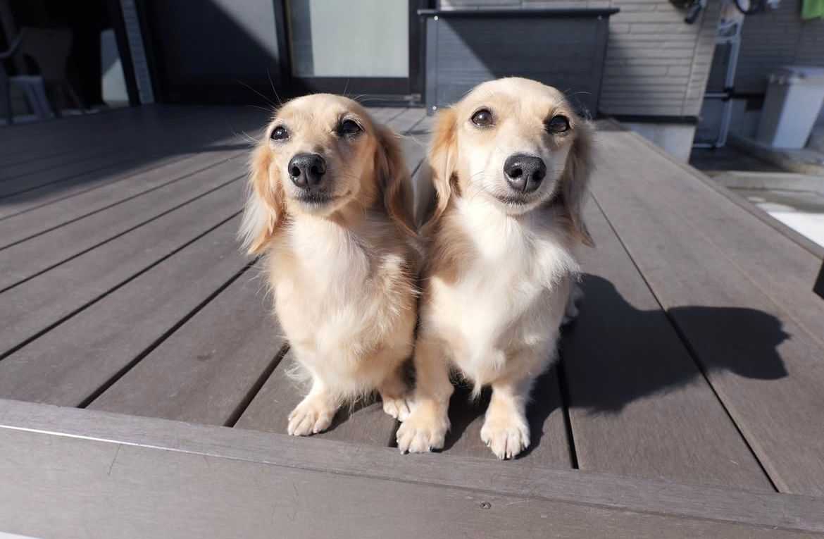 Parent pair Oliver & Daisy at Lone Star Doxie