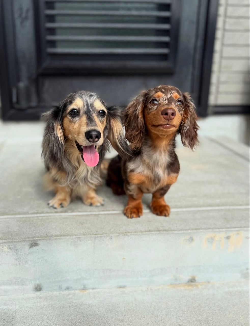 Parent pair Ranger & Luna at Lone Star Doxie