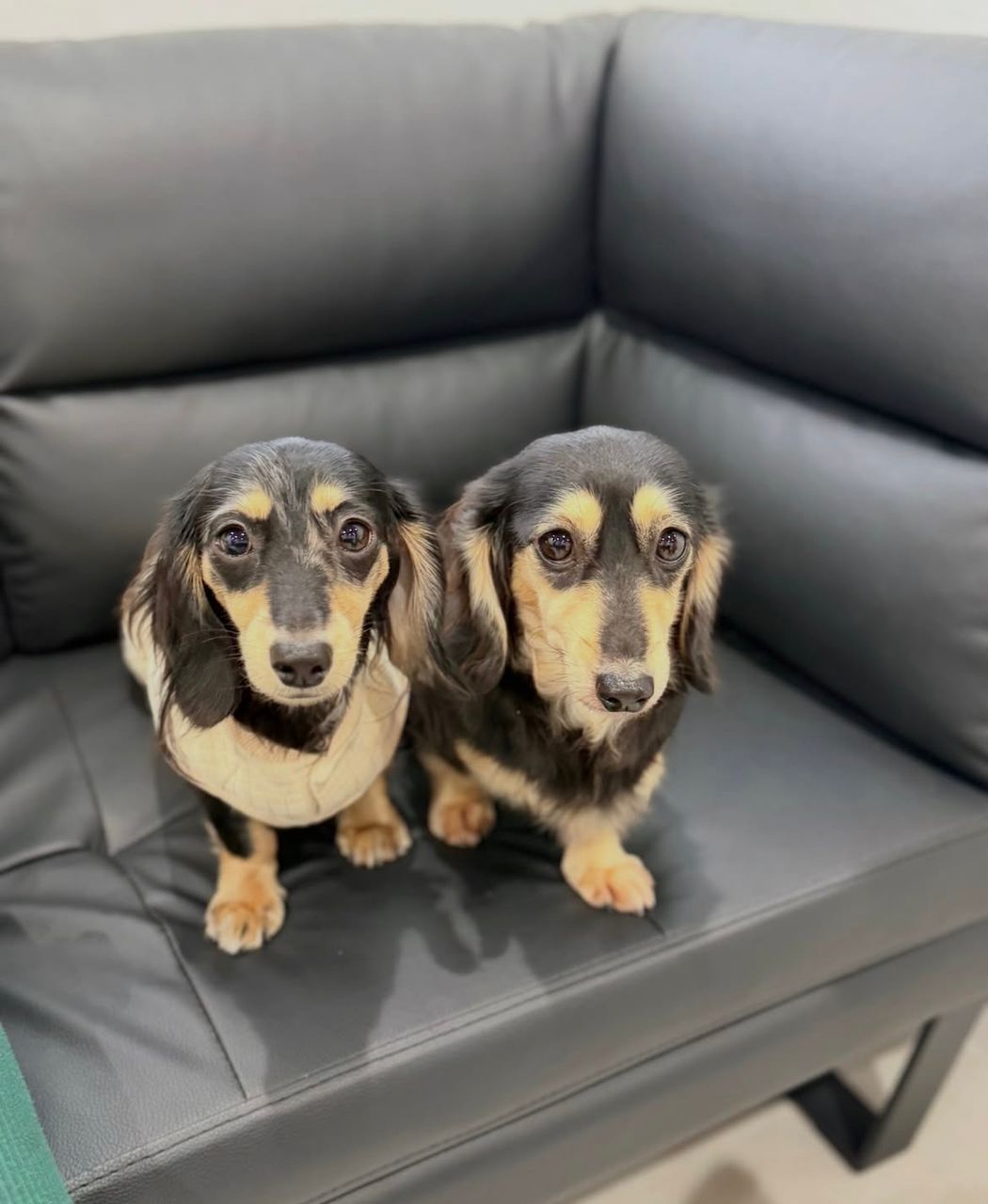 Parent pair Copper & Bella at Lone Star Doxie