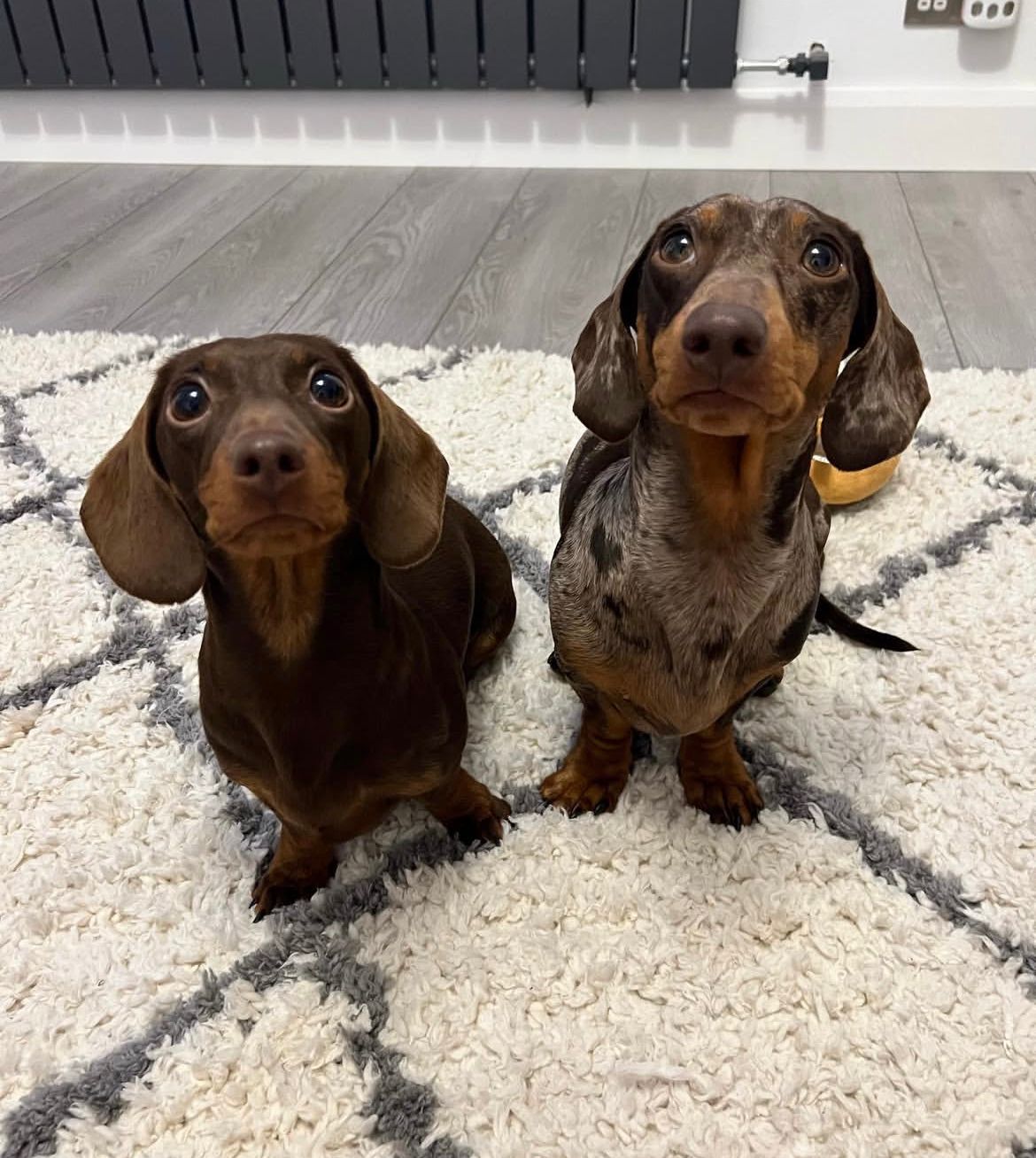 Parent pair Frankie & Lilly at Lone Star Doxie