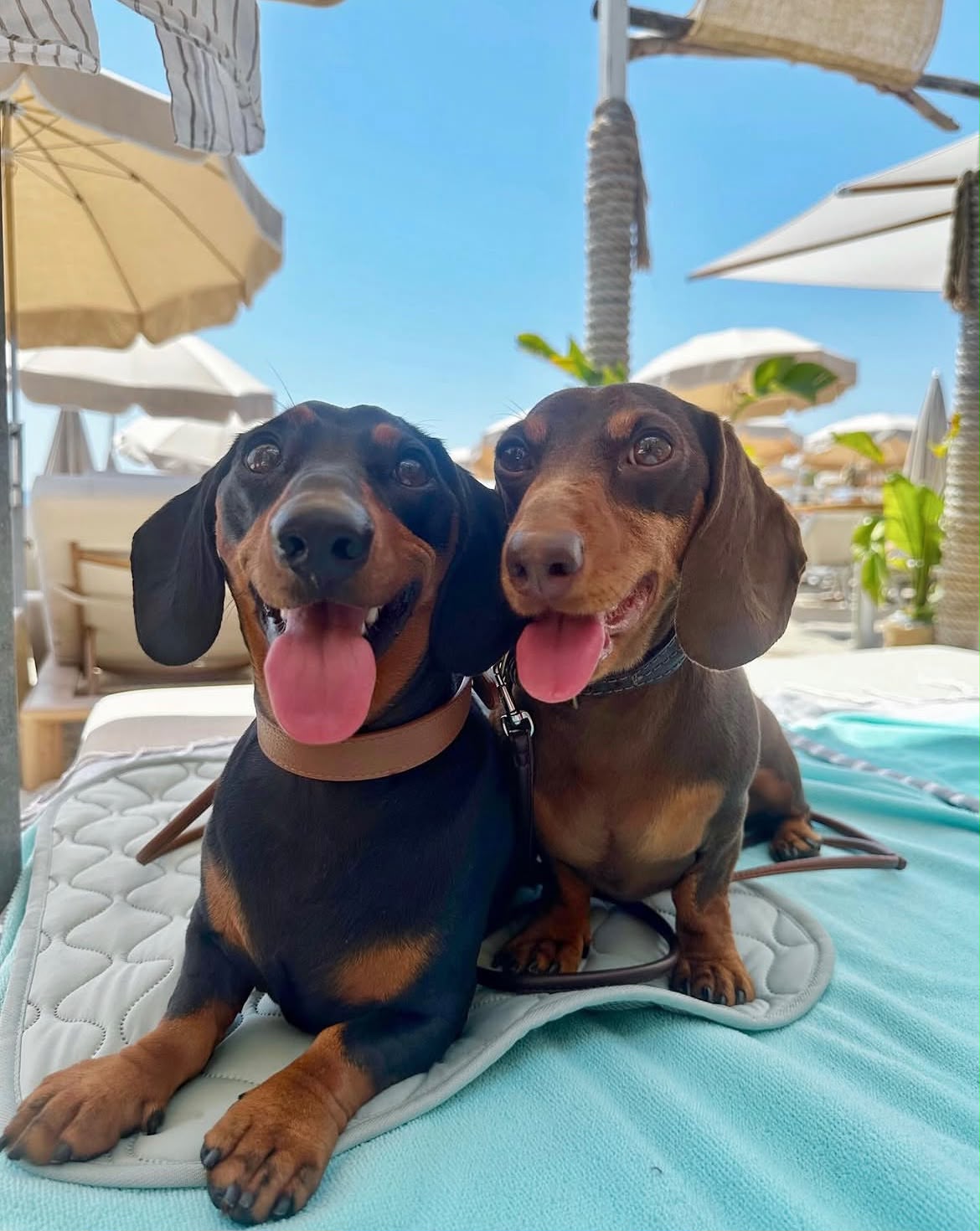 Parent pair Ranger & Luna at Lone Star Doxie